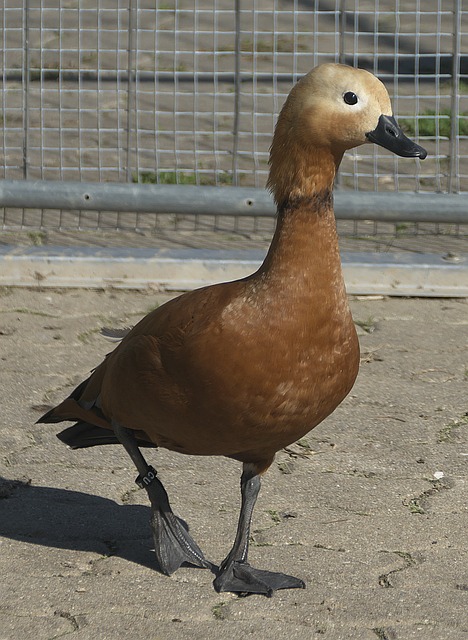 板和护框能