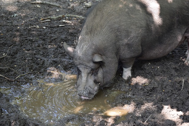 梦想推向极 梦想推向极